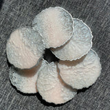Blush Pink and Silver Coasters CraftsbyNahima